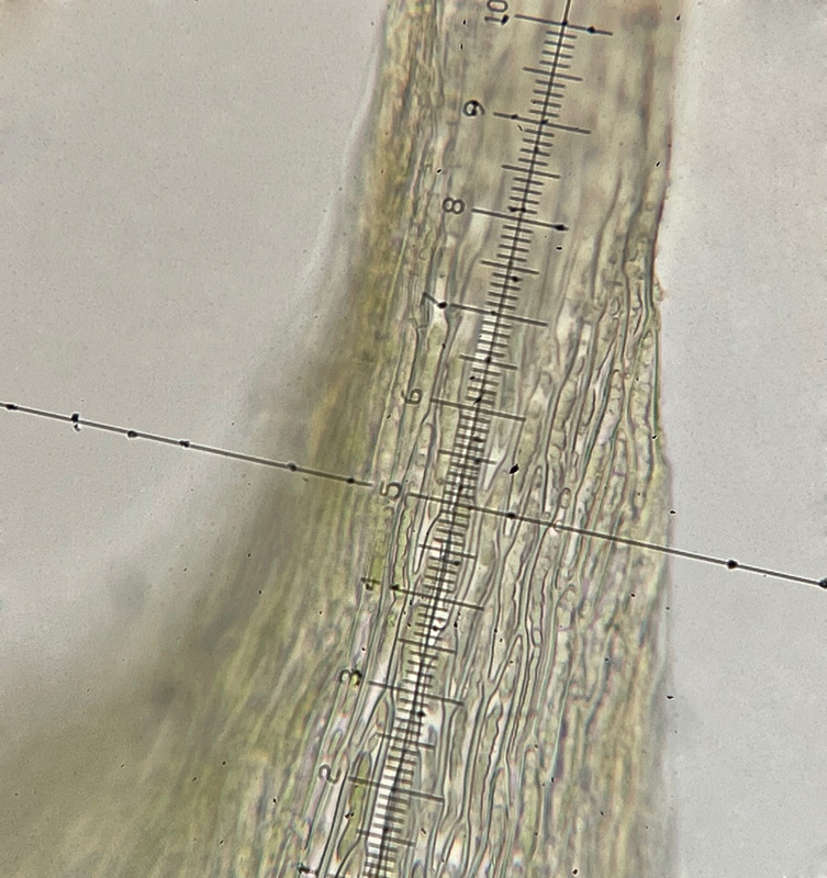 Pseudocampylium radicale